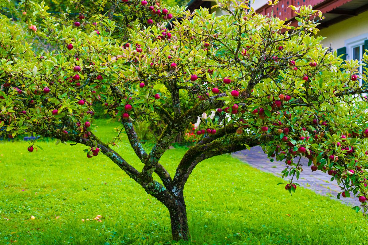 Árvore Frutífera - Reprodução Canva