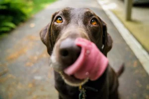 Elimine pulgas de pets com essa receita infalível - reprodução internet