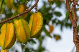 Carambola - Reprodução Canva