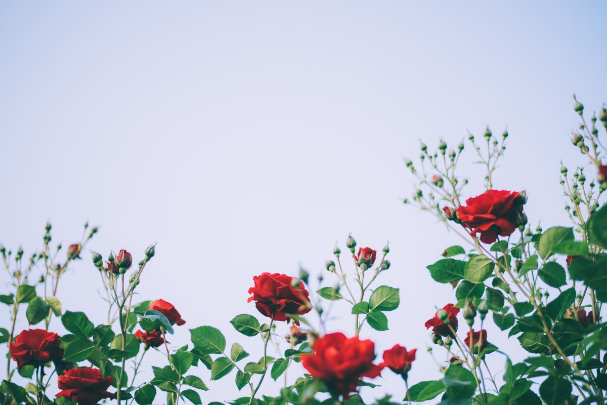 Como plantar Rosas - Reprodução Canva