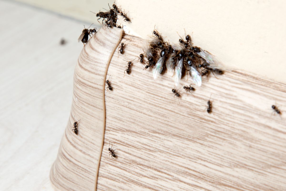 Repelente natural - Formigas - Reprodução Canva