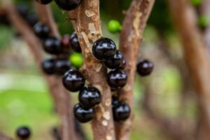 Jabuticaba - Reprodução Canva