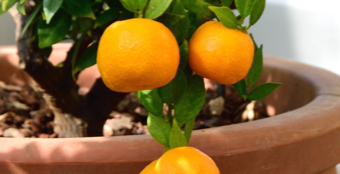 Como plantar laranja - Reprodução Canva