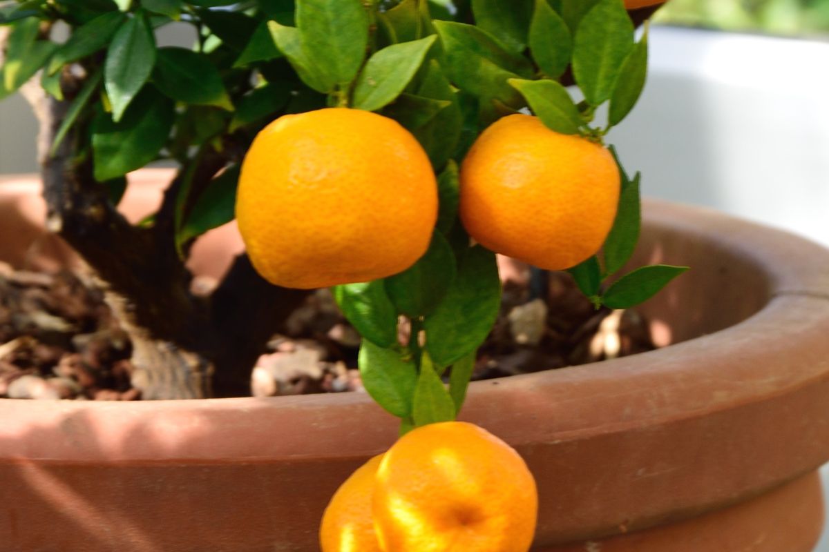 Como plantar laranja - Reprodução Canva