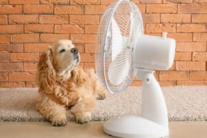 Ventilador - Reprodução Canva