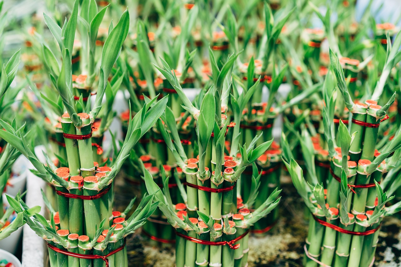 Aprenda a cultivar o bambu da sorte de um jeito fácil - Pixabay
