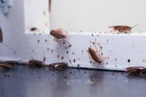 Dicas infalíveis de eliminar as baratas da sua casa - reprodução internet
