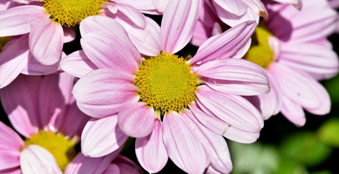 Planta ornamental: conheça espécies para decorar a sala - Pixabay