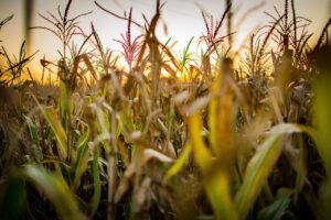 Sinagro: vagas de emprego abertas para o Tocantins = Pixabay