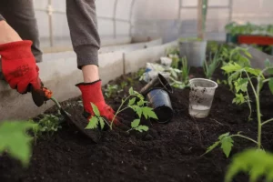 Adubo Caseiro: deixe suas plantas felizes sem gastar uma grana - reprodução internet