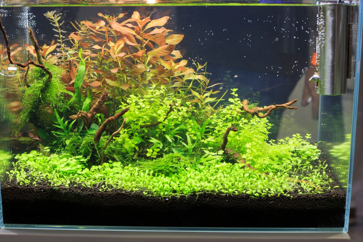 plantas aquáticas - Reprodução no Canva