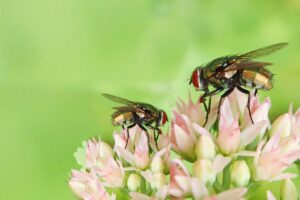 Plantas que exterminam insetos da sua casa - Canava