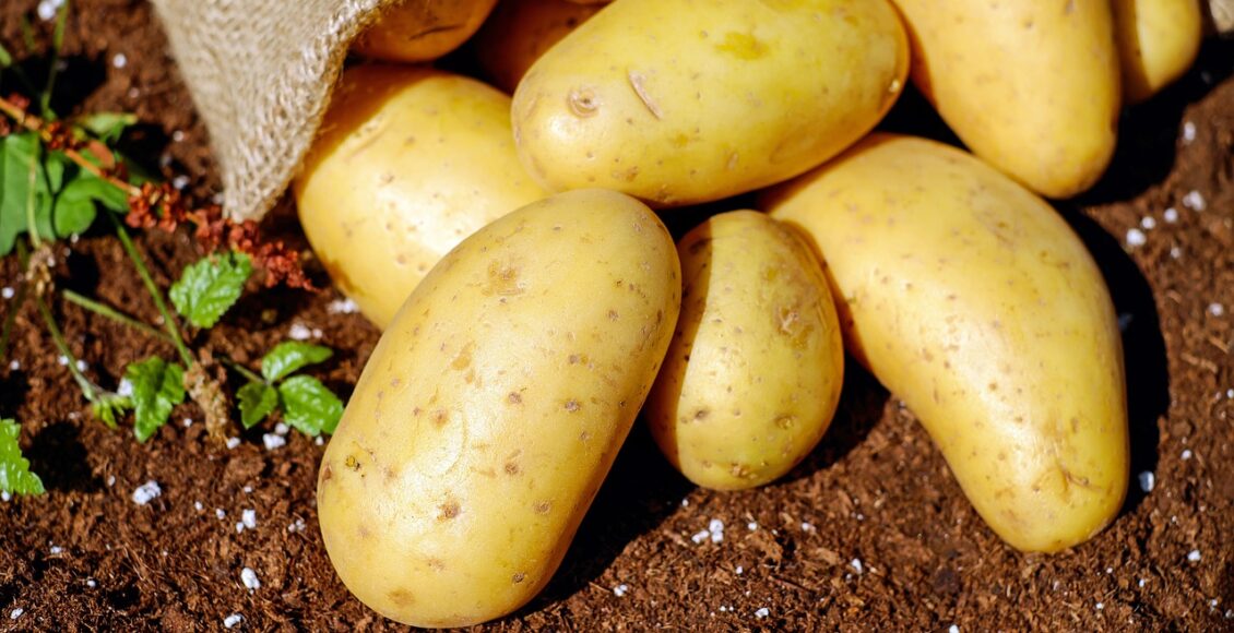 Veja como cultivar batata em casa de um jeito simples - Pixabay