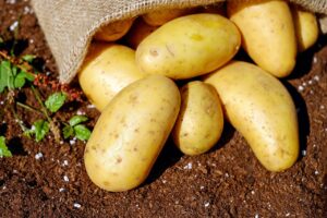 Veja como cultivar batata em casa de um jeito simples - Pixabay