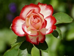 Conheça as plantas que gostam do sol e são ideais para jardim - Pixabay