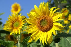 Girassol: cultivar essa planta é muito simples - Pixabay