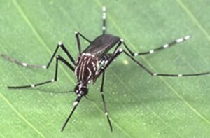imagem do mosquito transmissor de dengue outras, Aedes aegypti