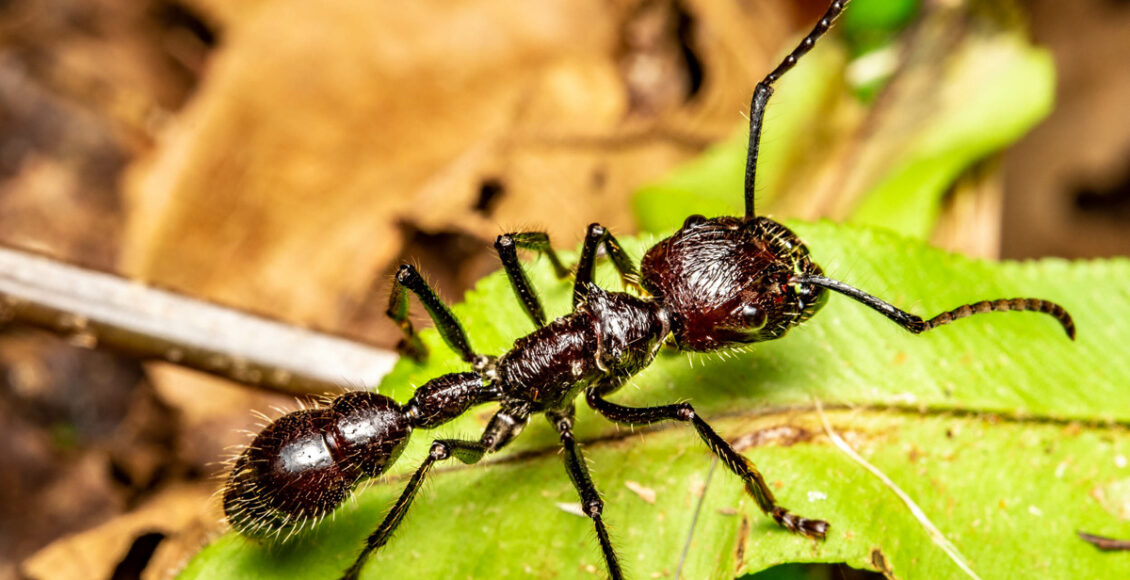 Dicas caseiras para mandar as formigas pra bem longe da cozinha - reprodução internet
