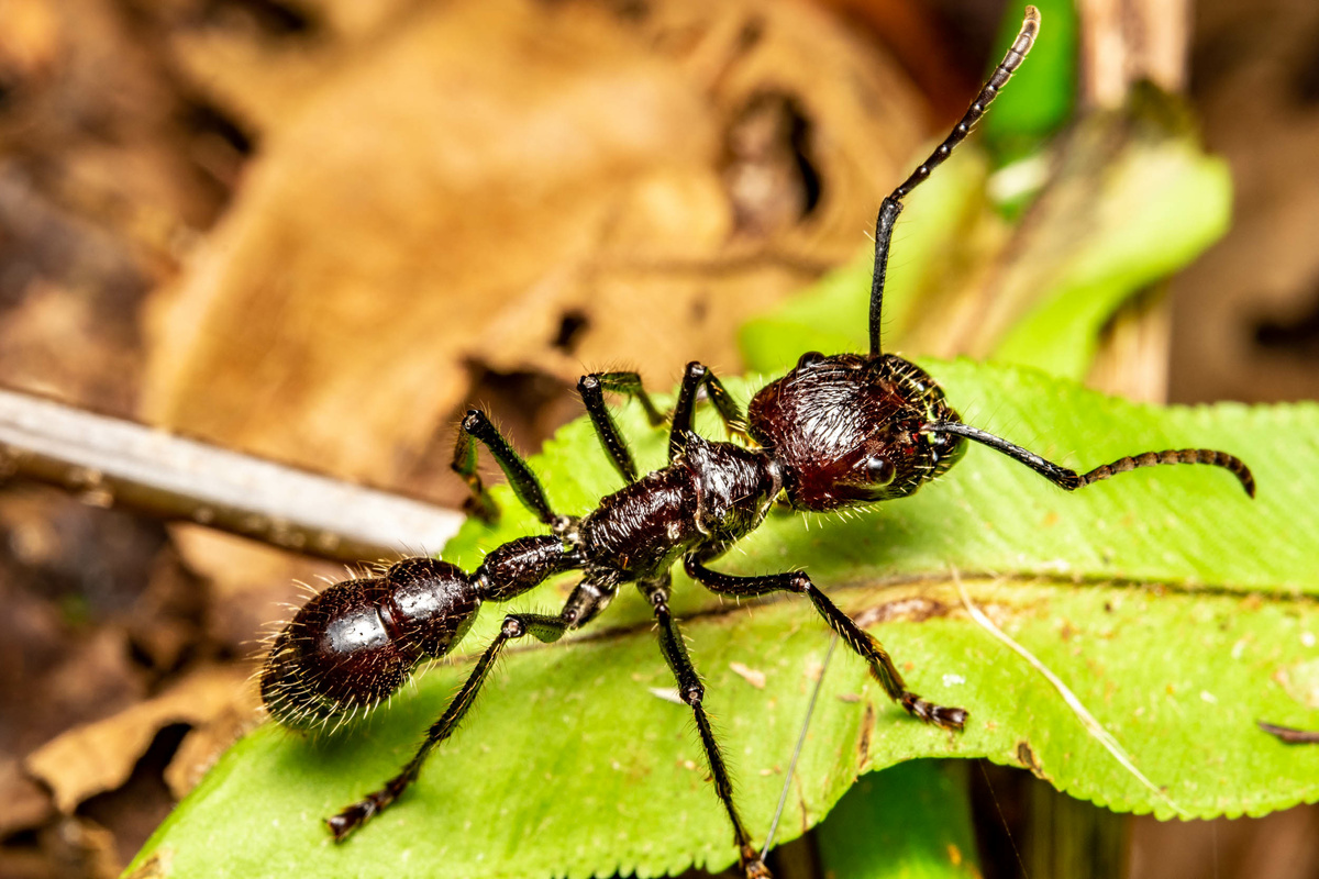Dicas caseiras para mandar as formigas pra bem longe da cozinha - reprodução internet