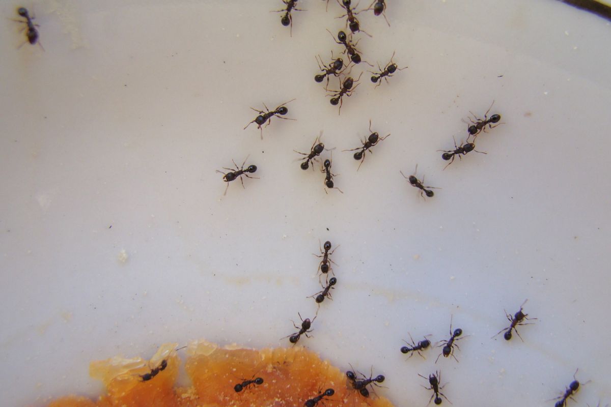 Formigas - Reprodução Canva