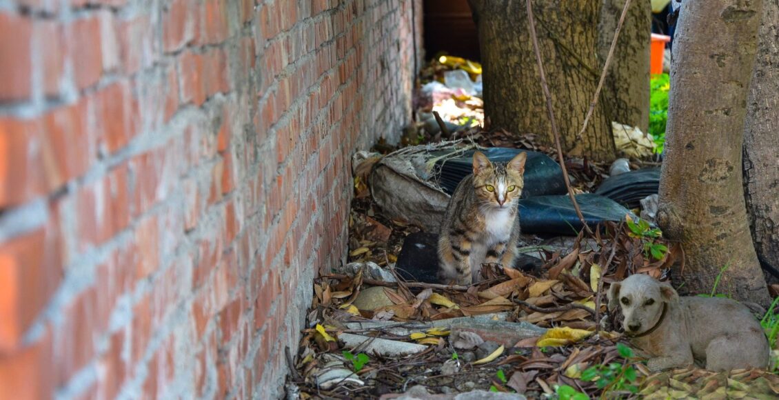 Imagem Gato e cachorro abandonado