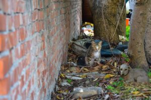 Imagem Gato e cachorro abandonado