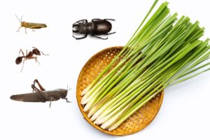 Plantas que podem repelir insetos - Canva