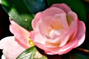 5 espécies de flores orientais para você conhecer - Canva