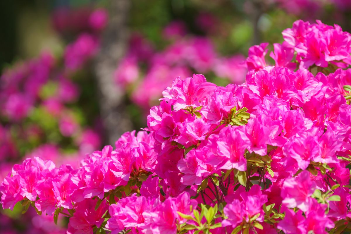 5 espécies de flores orientais para você conhecer - Canva 