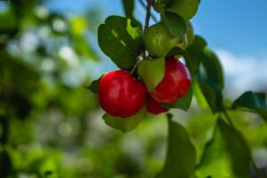 Acerola veja como plantar e cultivar essa fruta no vaso - Canva