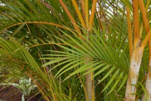 Como cultivar e plantar areca-bambu - Canva