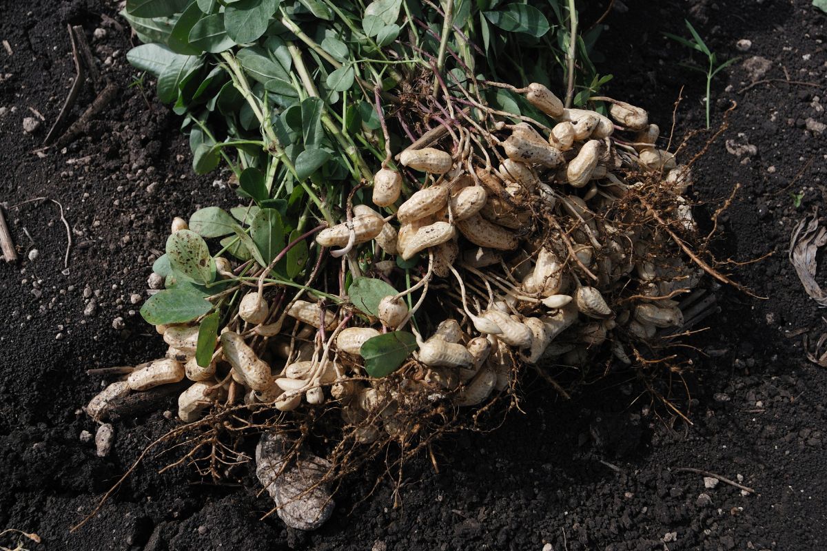 Conheça esse tutorial de como plantar amendoim - Canva