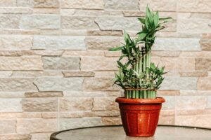 Dicas de como plantar bambu da sorte em casa - Canva