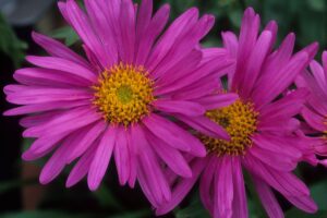Flor Àster confira os detalhes dessa planta maravilhosa - Canva