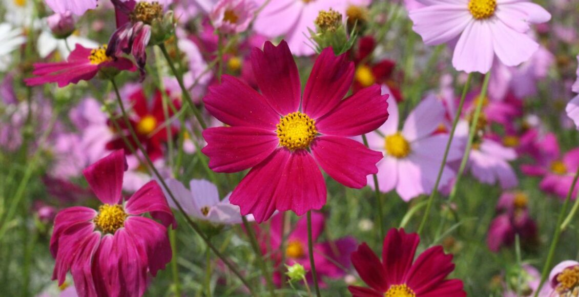 Flor Cosmos: conheça tudo sobre essa flor cheia de significados - Canva