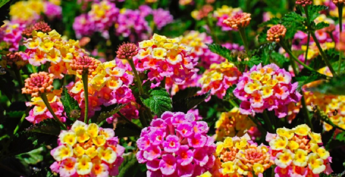 Sabe quais são as melhores flores de verão para sua casa? - reprodução internet