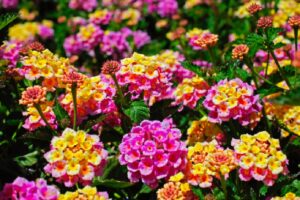 Sabe quais são as melhores flores de verão para sua casa? - reprodução internet