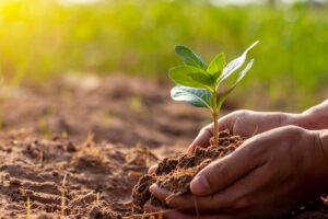 O que você pode fazer para proteger as plantas do calor - Canva
