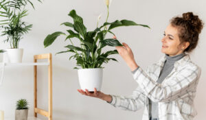 Truque da água do ovo para salvar as plantas- Canva
