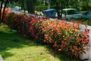 Veja quais as melhores plantas para cerca viva - Canva