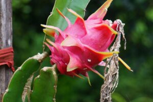 Você sabe como plantar pitaya Vem descobrir nesse passo a passo - Canva