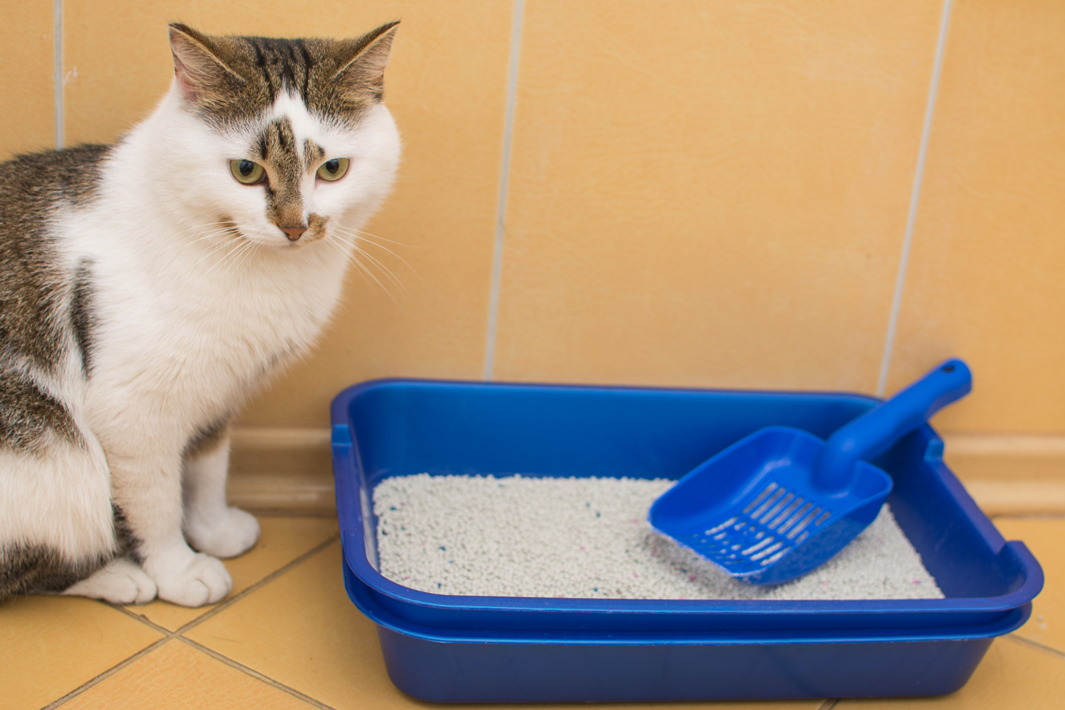 Como eliminar odor de xixi de gato e cachorro da sua casa - Canva