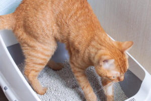 Como eliminar odor de xixi de gato e cachorro da sua casa - Canvaa