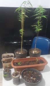 Violência doméstica em Palmas resulta na descoberta de plantação de maconha