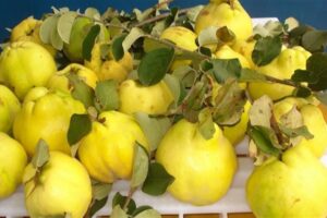 Marmeleiro: como cultivar essa planta frutífera