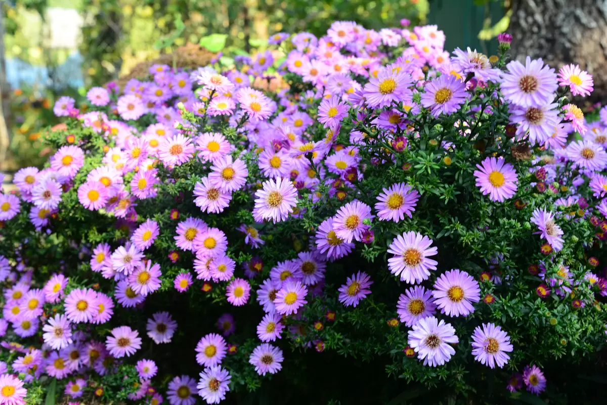 7 espécies de flores pequenas para colorir o jardim de casa