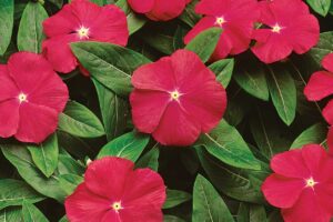 Vinca: conheça os benefícios e aprenda a cultivar essa flor