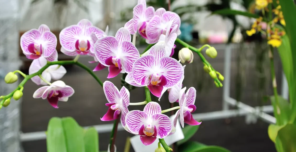 Quer cultivar Orquídeas? Siga essas 4 dicas