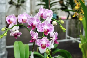Quer cultivar Orquídeas? Siga essas 4 dicas