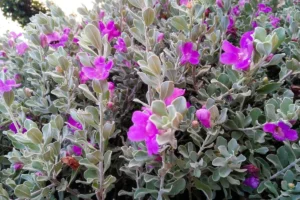 Chuva de prata: como cuidar da planta de folhas diferentes e flores coloridas